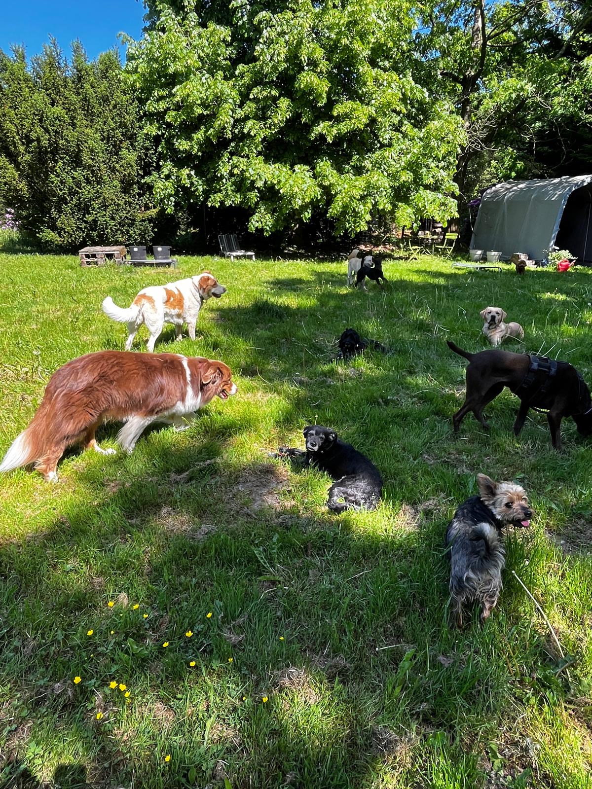 Mehrere Hunde auf der eigenen eingezäunten Wiese
