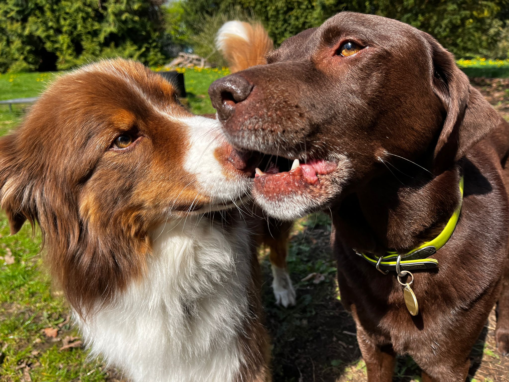 Zwei vertraute Hunde in engem Kontakt