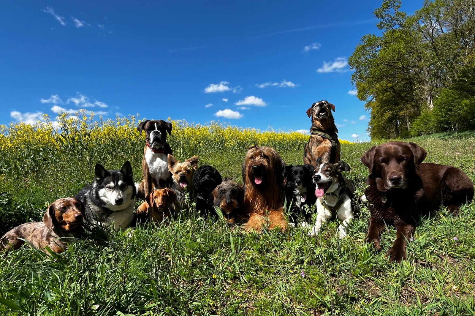 Beständige Hundegruppe auf einer Wiese
