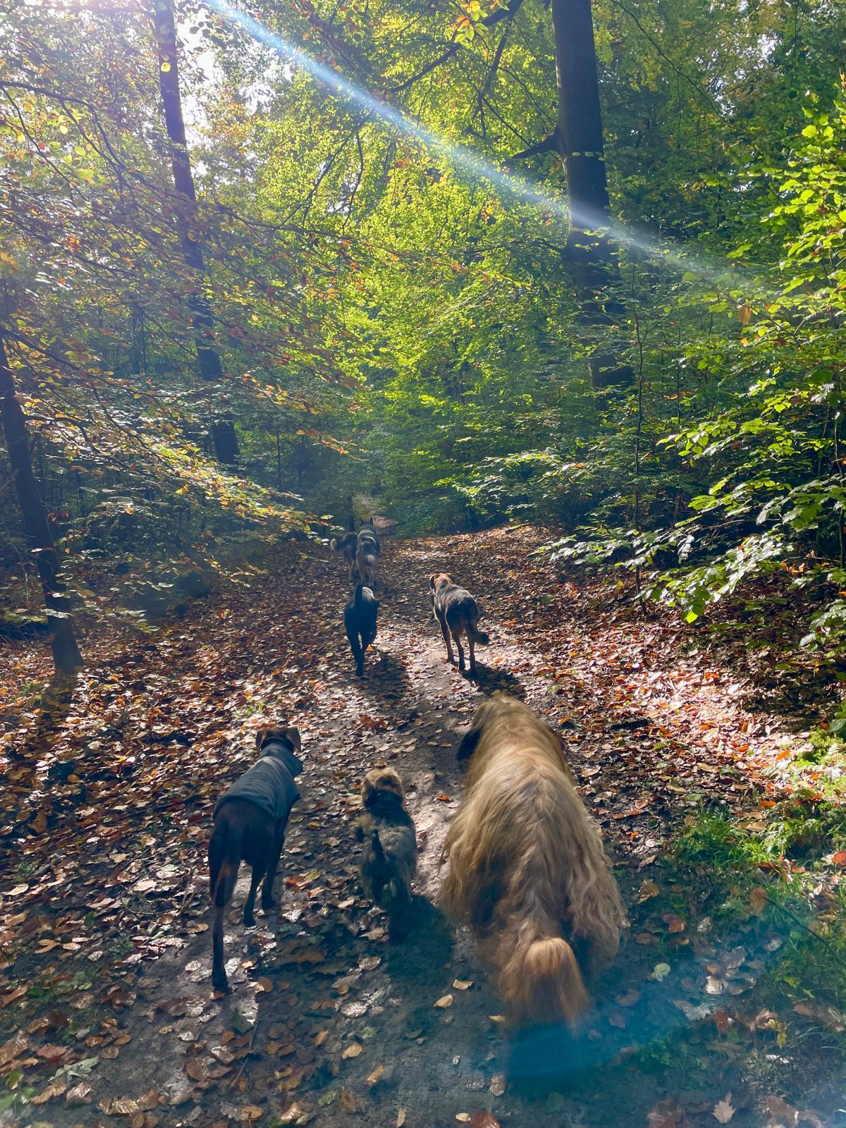 Hundegruppe bei einem Spaziergang im Wald