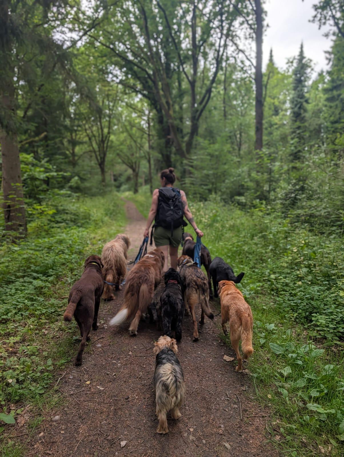 Anneke unterwegs mit einer Hundegruppe im Wald